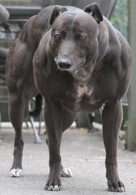 Венди неофициально считается самой мускулистой собакой в мире.
